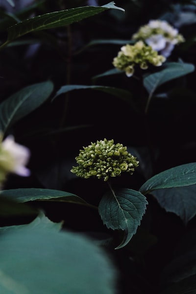 倾斜移位镜头中的黄花